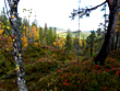 Indian-Summer in Norwegen